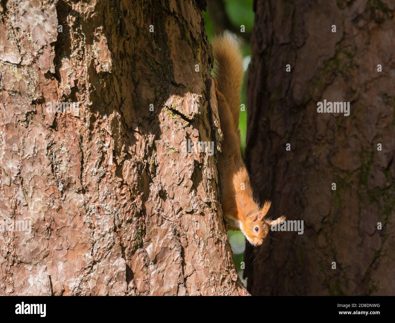 Scoiattolo rosso, Sciurus vulgaris, in un albero di pino scozzese, Dumfries & Galloway, Scozia Foto Stock