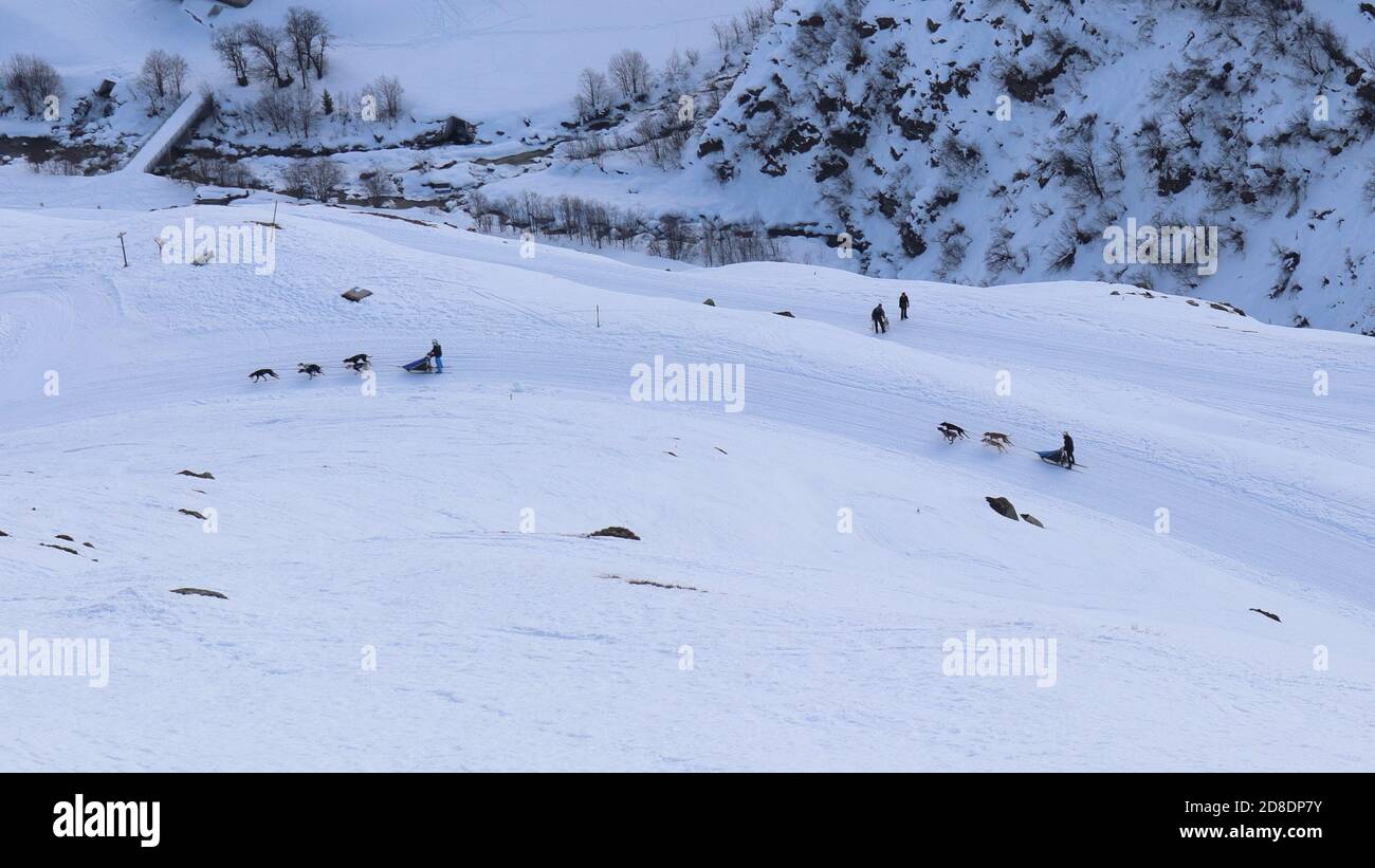 Realp, Kanton Uri (UR)/ Svizzera - Gennaio 26 2020: Slitta trainata da cani in pista accanto al villaggio Realp, Furka, Svizzera Foto Stock