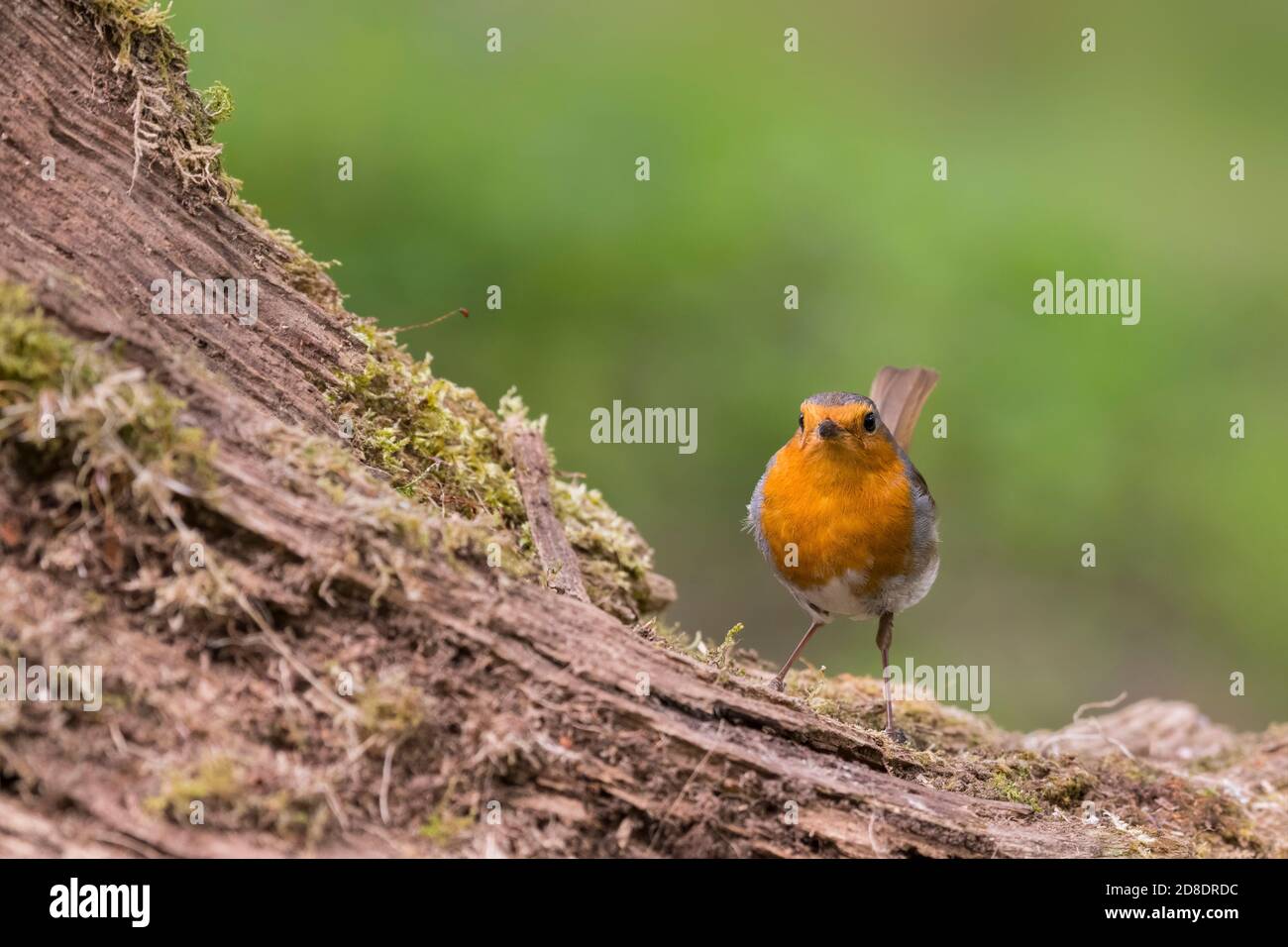 Robin (o European Robin), Erithacus rubecula, Dumfries & Galloway, Scozia Foto Stock