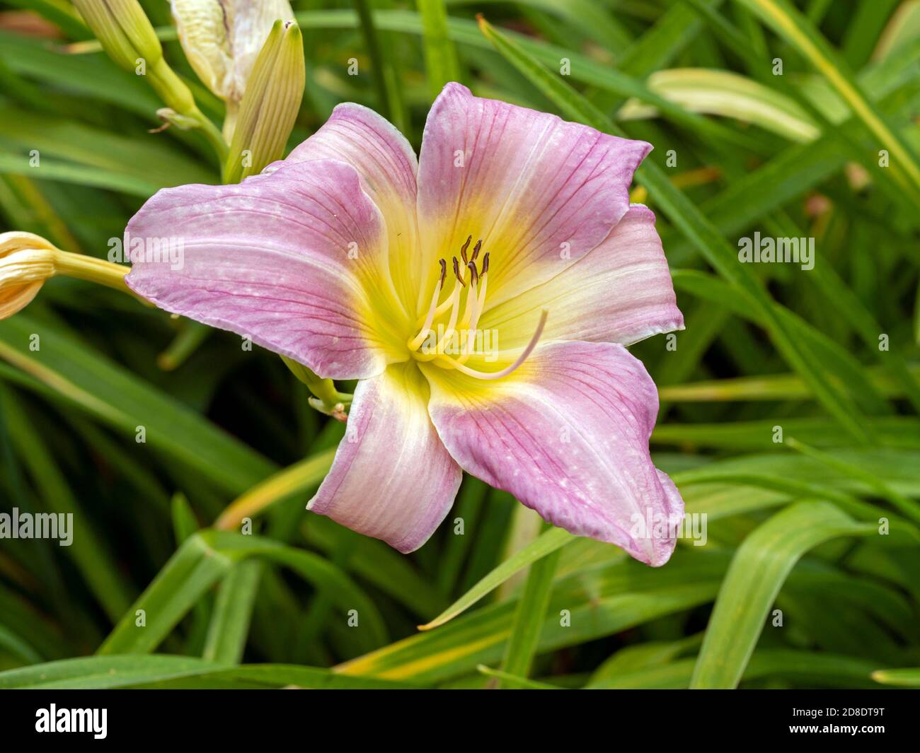 Closeup di un lilla rosa Hemerocallis girasole in un giardino, varietà Catherine Woodbury Foto Stock