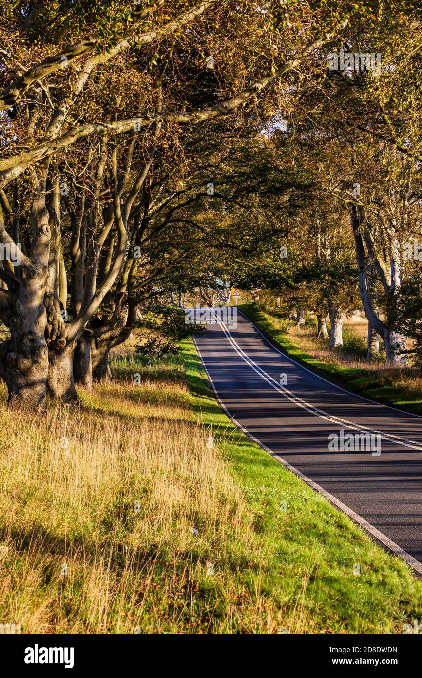 Il Beech Tree Avenue sulla B3082 vicino a Kingston Lacy e Bradbury Rings a Dorset, Inghilterra Foto Stock