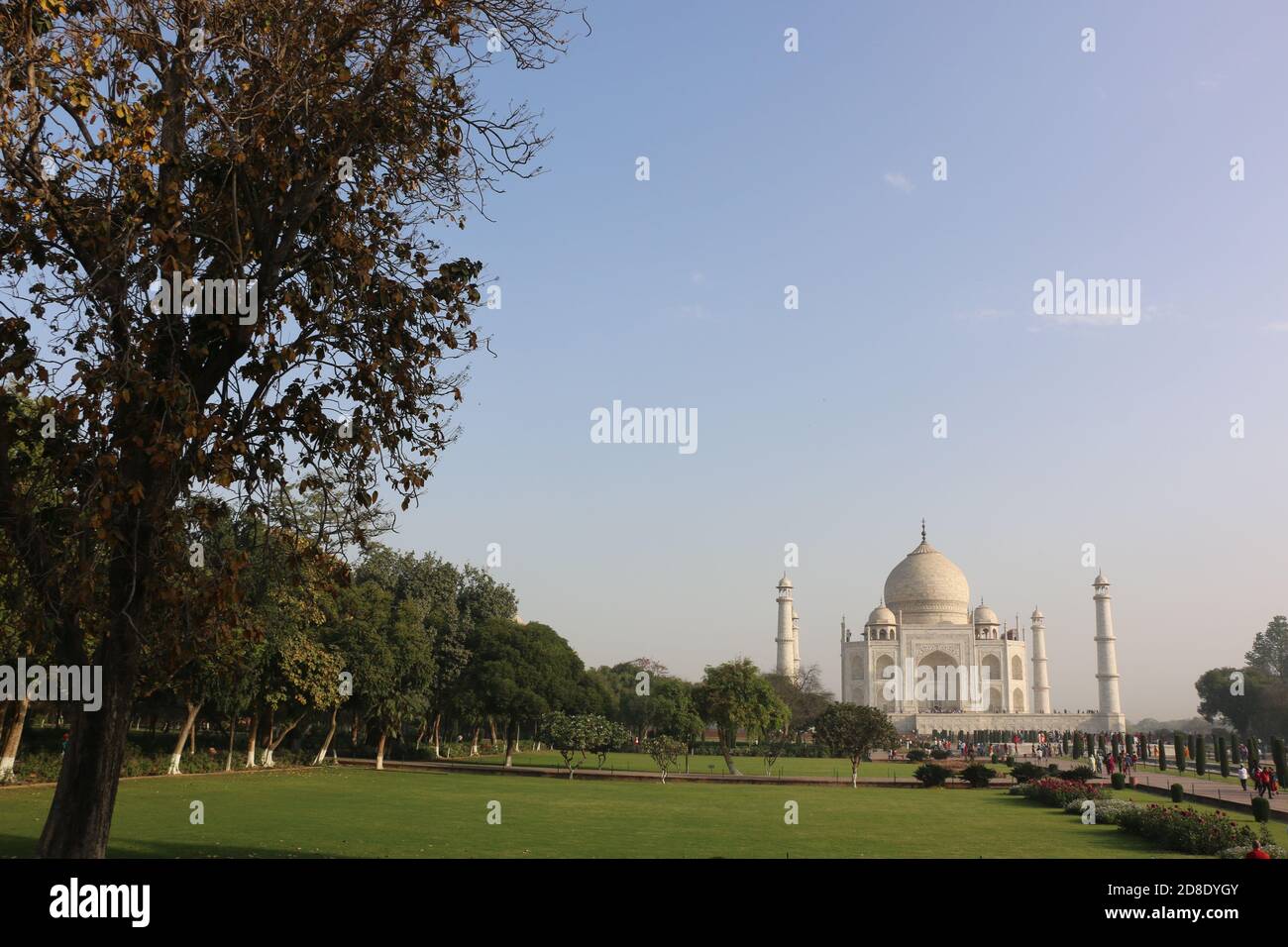 Taj Mahal offset con albero in primo piano e grande blu cielo con spazio per la copia Foto Stock
