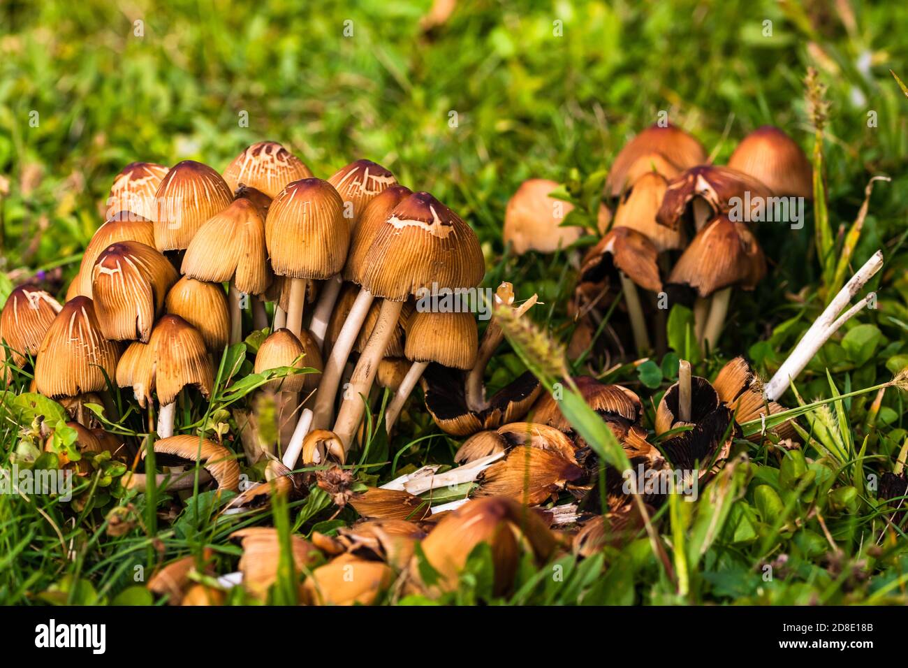 Primo piano di funghi selvatici che crescono in giardino isolato. Foto Stock