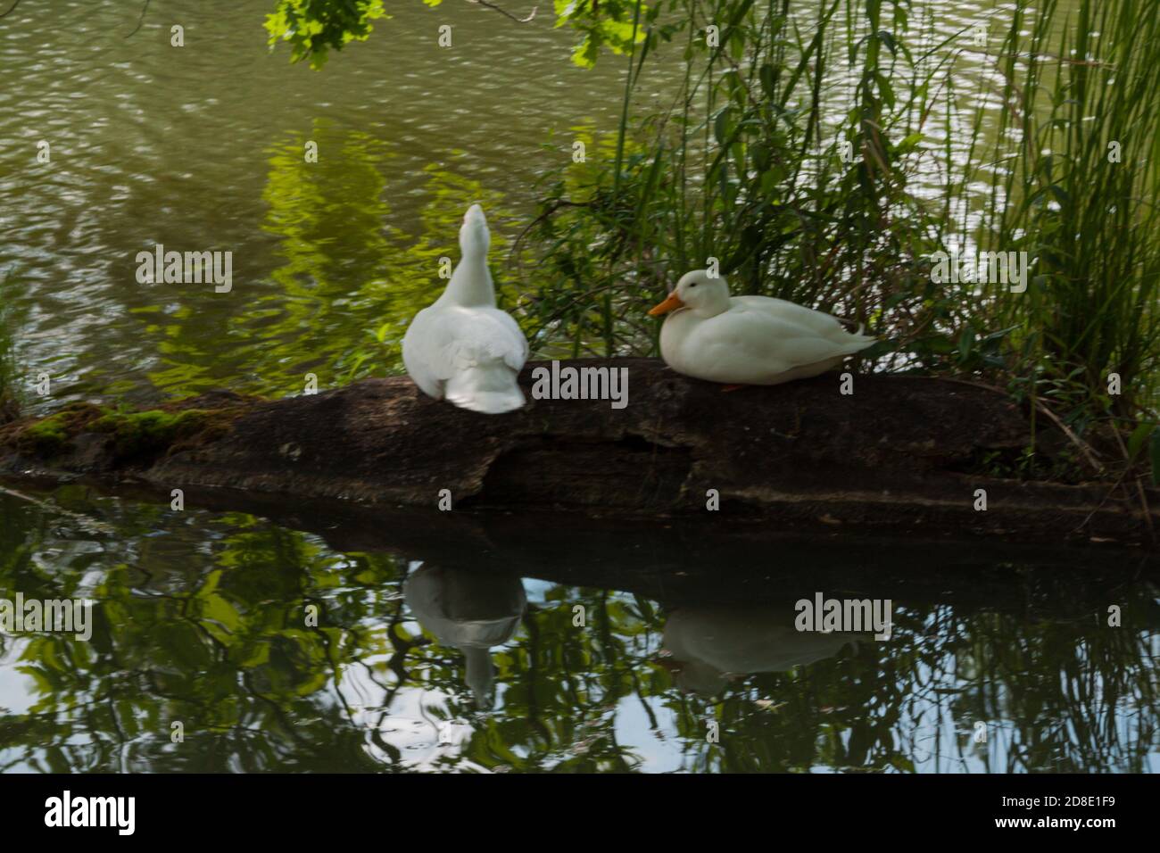 due oche bianche che si trovano sul vecchio log nel lago rurale circondato da verde canna Foto Stock