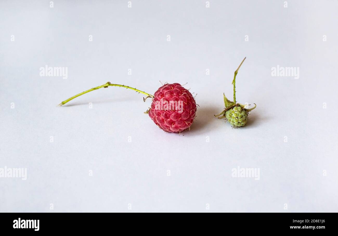 Lamponi maturi e verdi su un piatto bianco con spazio per la copia. Bacche da giardino Foto Stock