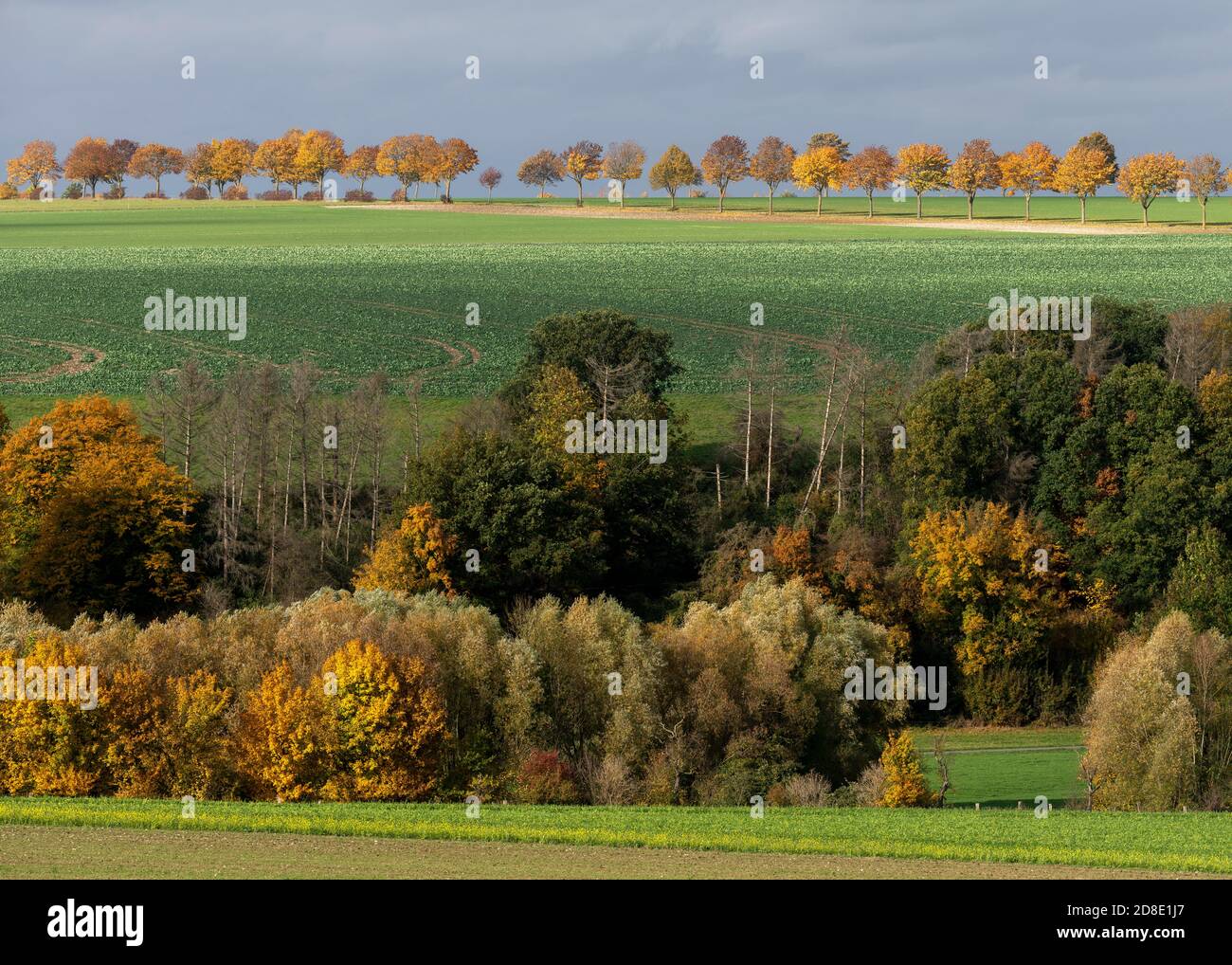 Büren, Allee in der Nähe der Wewelsburg im Herbst Foto Stock