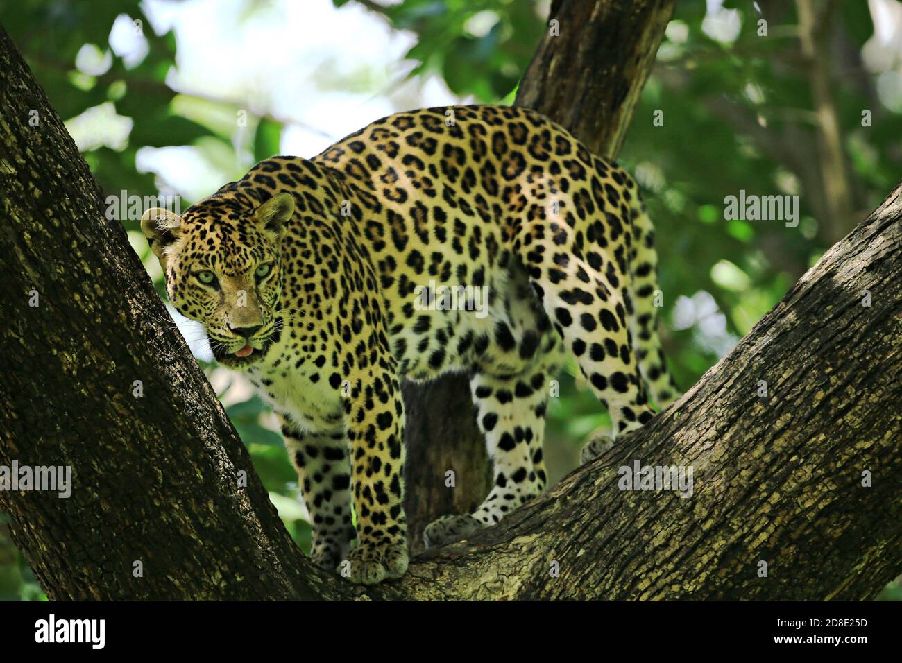 Le pose del leopardo poggiano su un albero nel Parco Nazionale Kaeng Krachan Phetchaburi, Thailandia Foto Stock