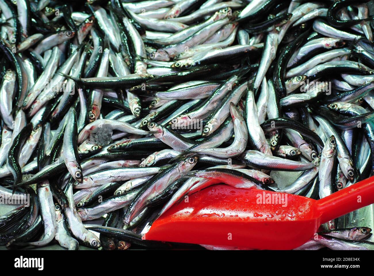 Molti pesci di acciuga poco sul basamento marcato per la vendita con cazzuola rossa Foto Stock