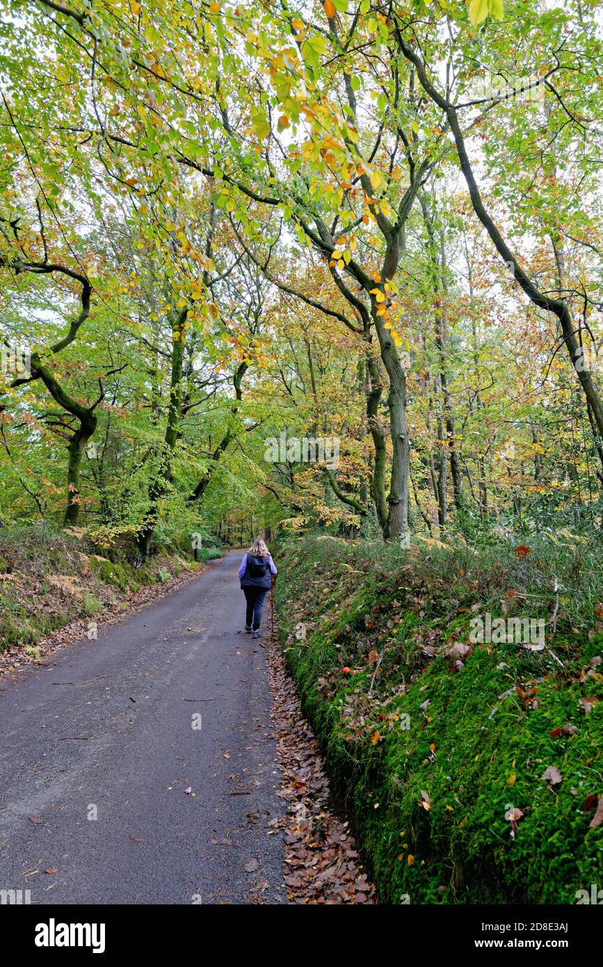 Una donna solista su una corsia di campagna a Friday Street nelle Surrey Hills in un giorno autunnale, Wotton England UK Foto Stock