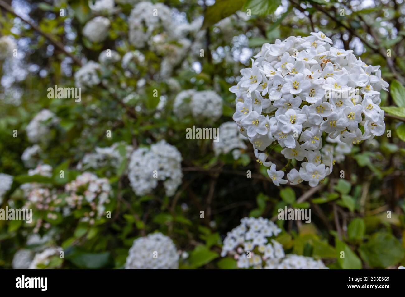 Delicati fiori bianchi (corymbs, inflorescenze) di profumato arbusto sempreverde Viburnum carlesii (cavolo coreano viburnum) in fiore in primavera Foto Stock