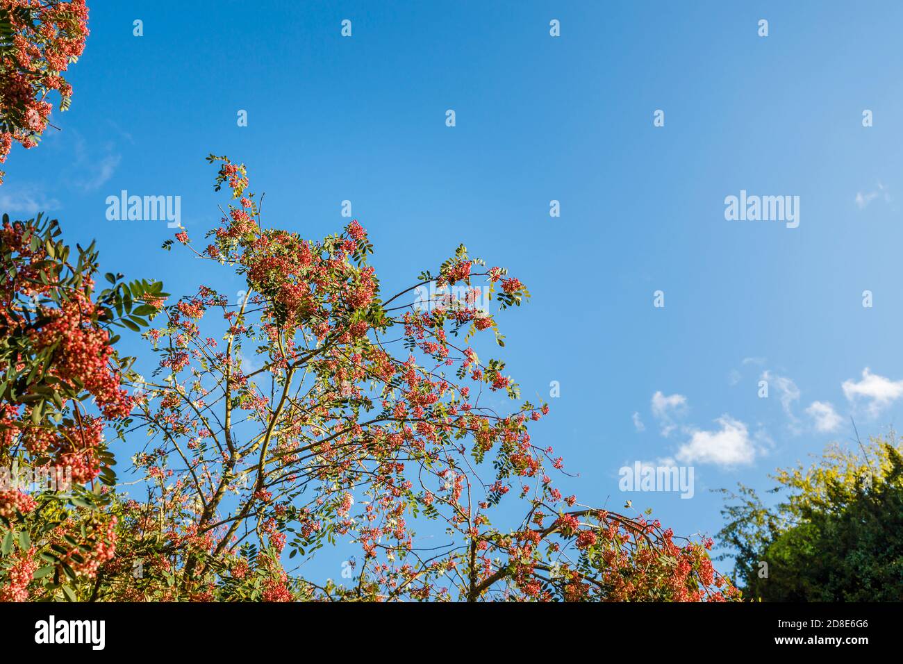 Albero di rowan (cenere di montagna) a bacca rosa, Sorbus vilmorinii, con le tipiche bacche rosa in autunno che crescono nel Petworth Park, Arundel, Sussex occidentale Foto Stock