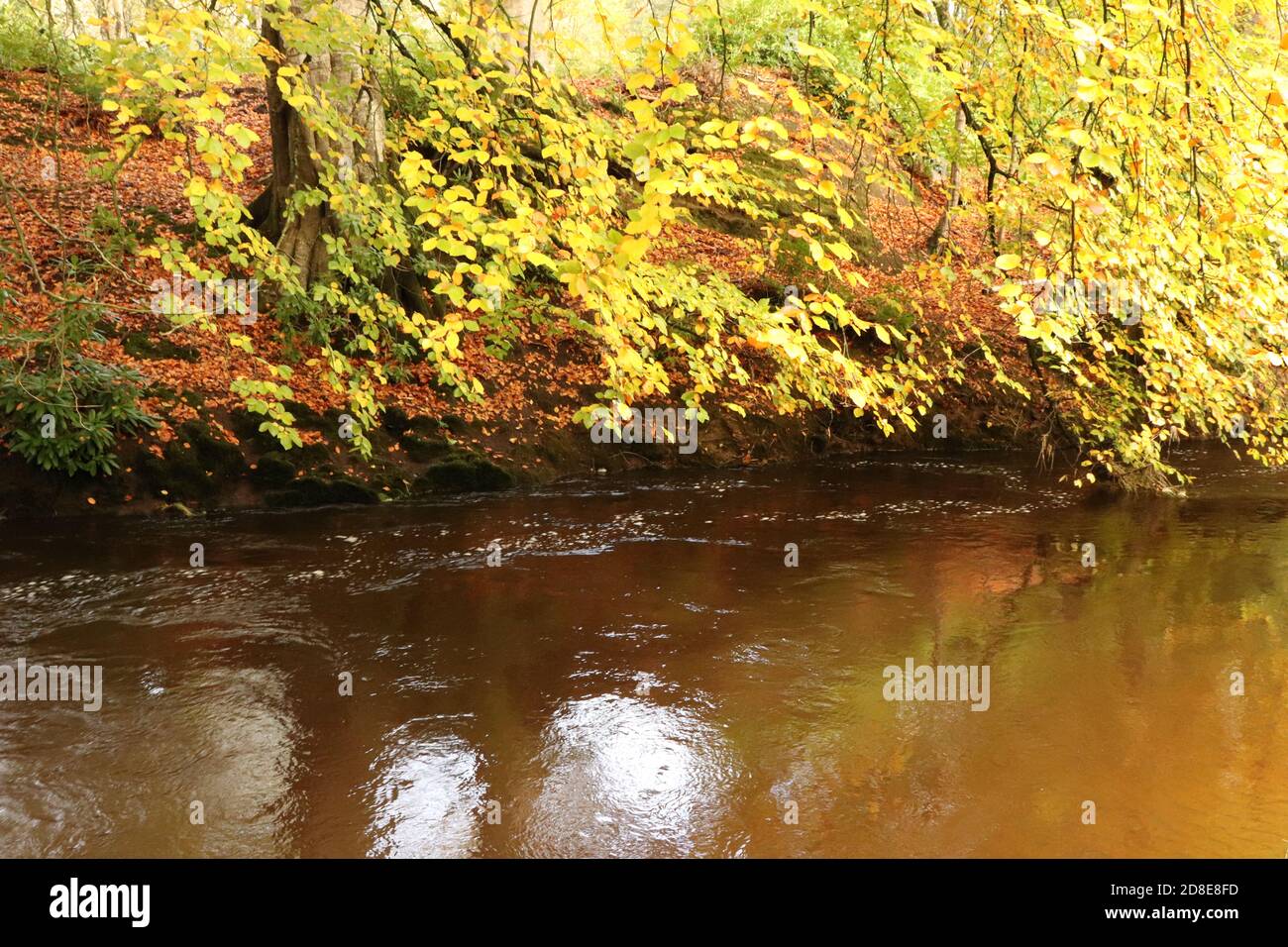 Alberi di autunno dal fiume Foto Stock