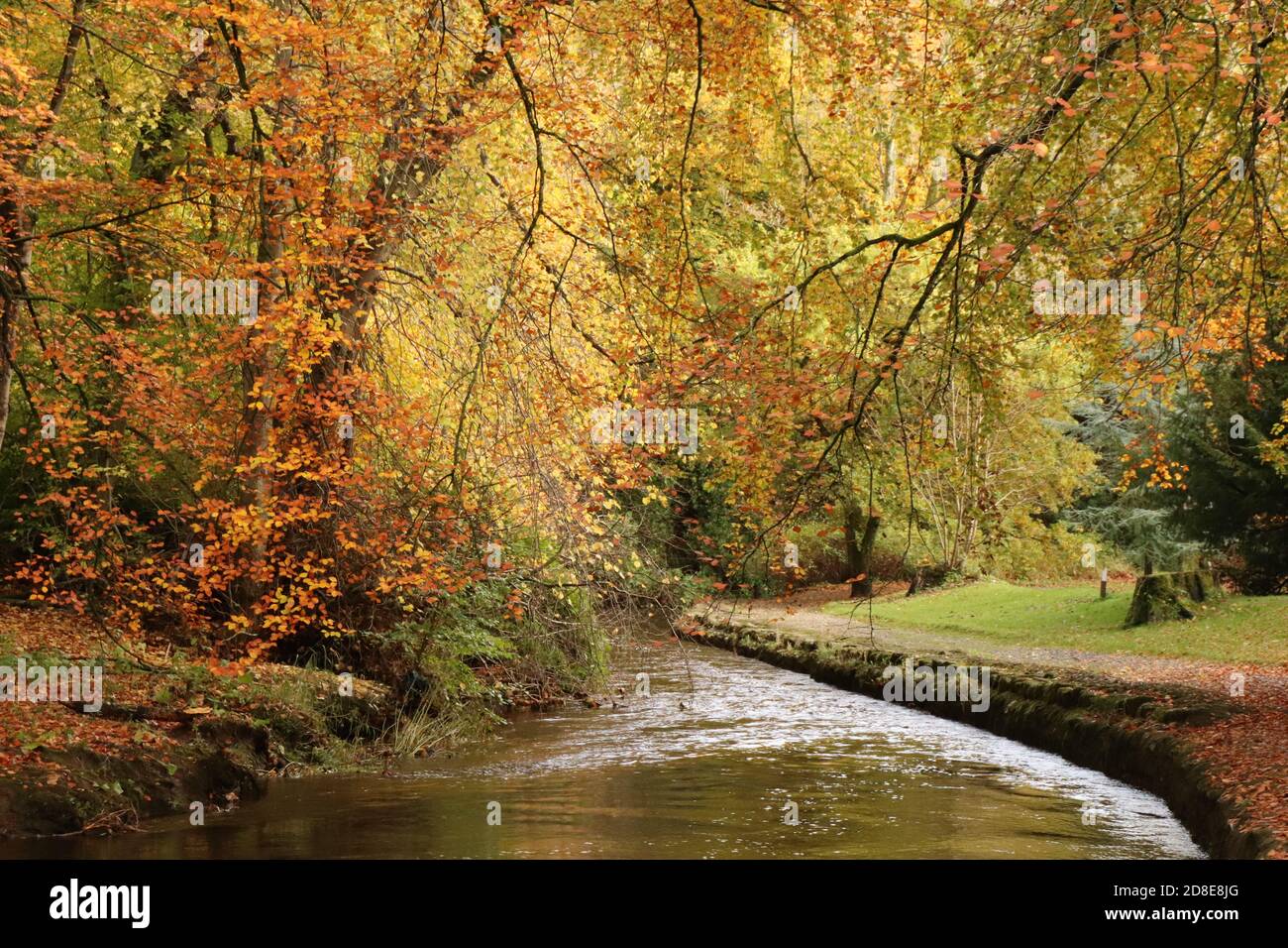 Alberi di autunno dal fiume Foto Stock