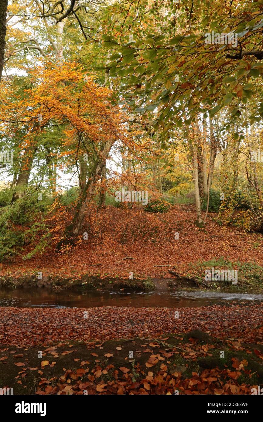 Alberi di autunno dal fiume Foto Stock