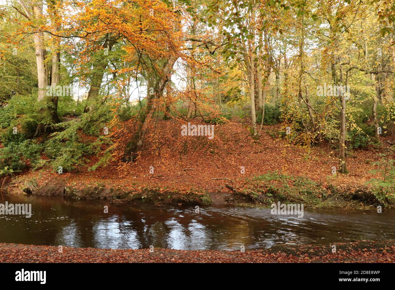 Alberi di autunno dal fiume Foto Stock