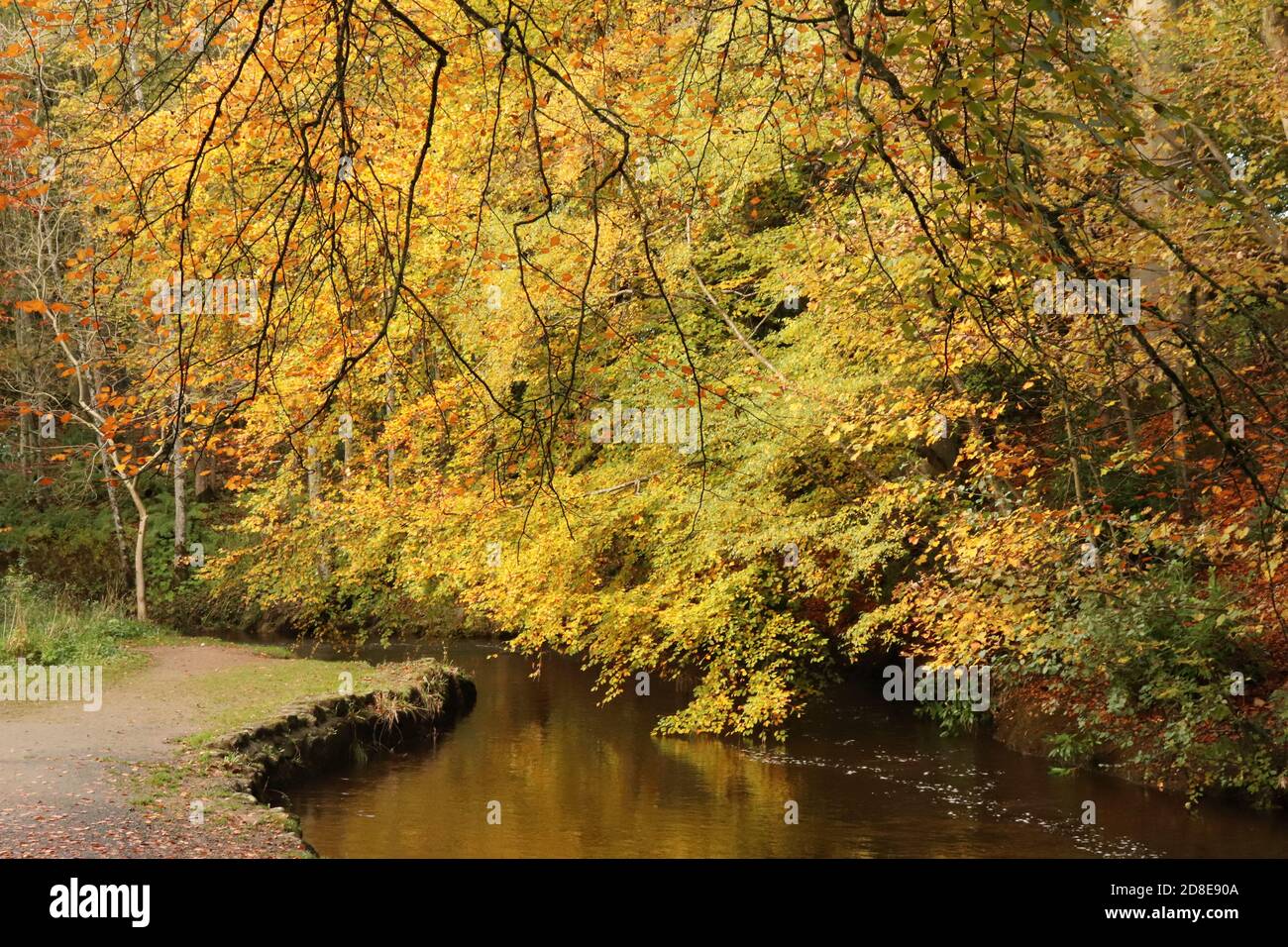 Alberi di autunno dal fiume Foto Stock