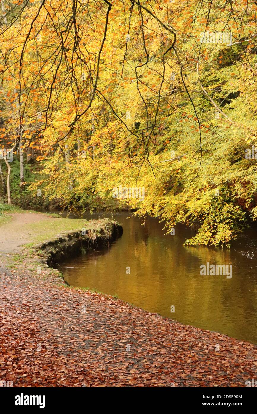 Alberi di autunno dal fiume Foto Stock
