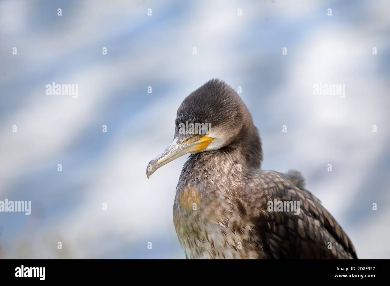 Ottimo cormorano a riposo Foto Stock