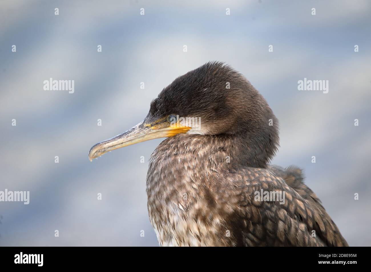 Ottimo cormorano a riposo Foto Stock