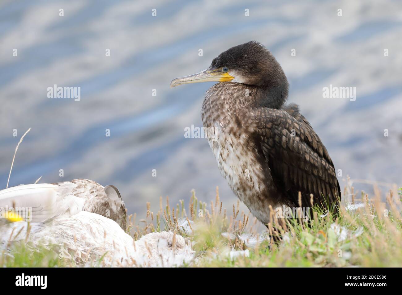 Ottimo cormorano a riposo Foto Stock