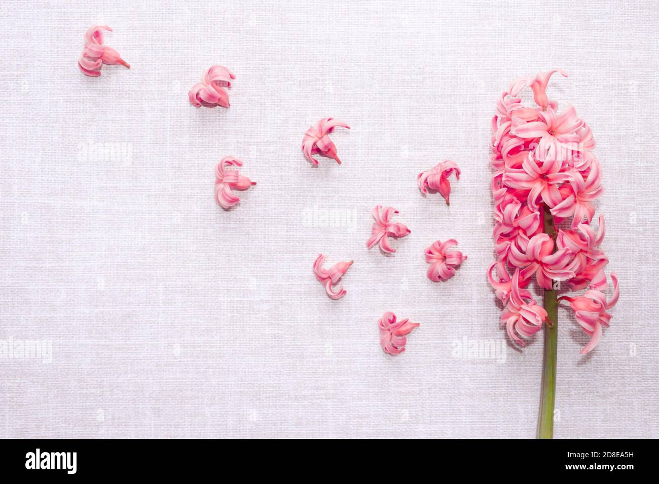 infiorescenza di giacinto rosa su grigio chiaro. fiori piccoli volano via da un grande grappolo di giacinti. matrimonio rustico nuziali disegno nuziale Foto Stock