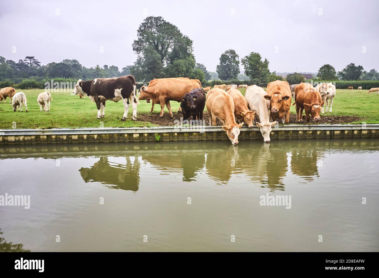 Un gruppo di mucche che bevono acqua dalla Grand Union Canale vicino a Milton Keynes Foto Stock