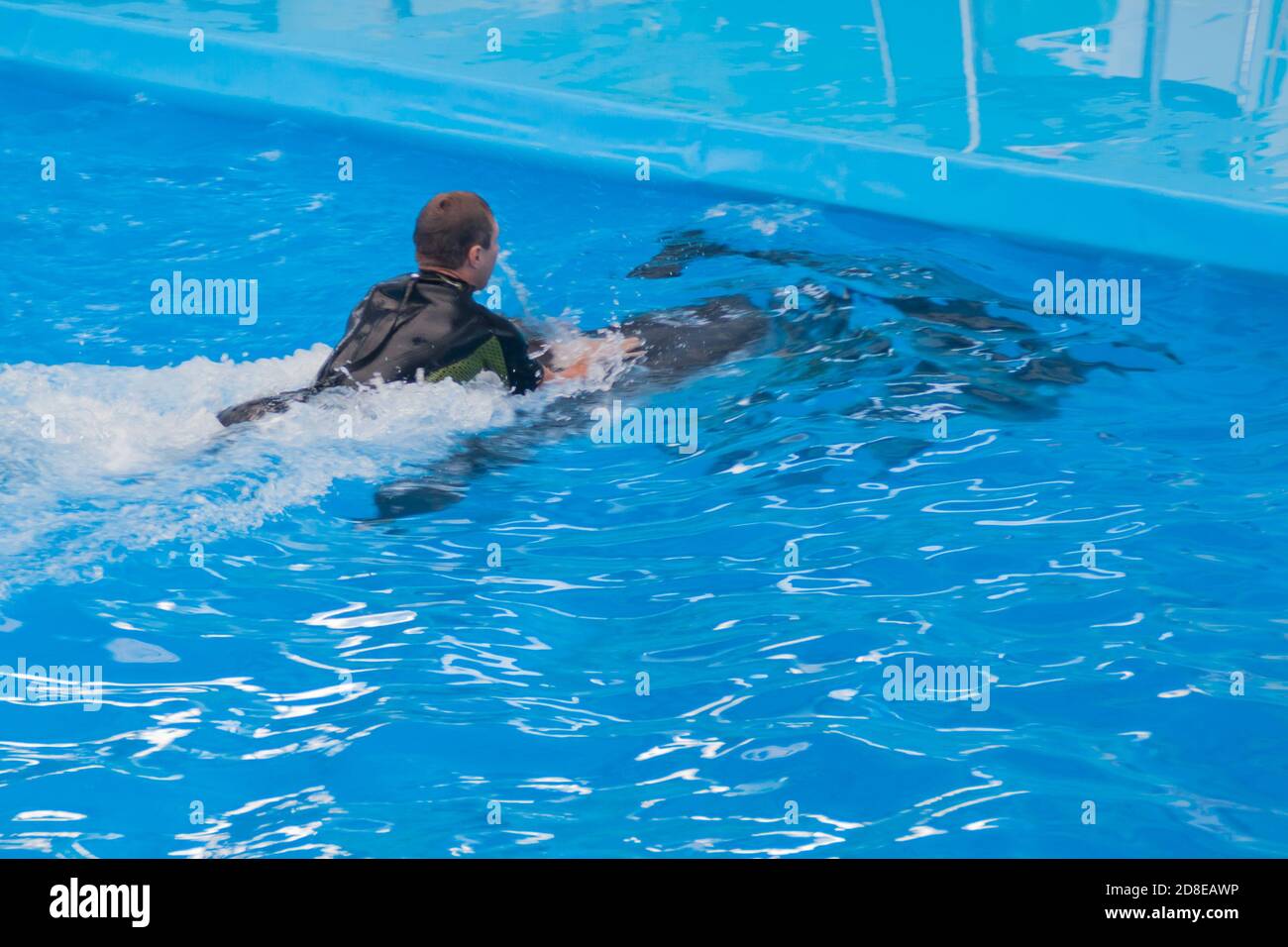 un giovane uomo bianco in una muta è nuotare su un delfino in piscina. nuotare con animali di mare selvaggi, con delfini. dolphin terapia, petoterapia, zooterapia, medicina di riabilitazione Foto Stock