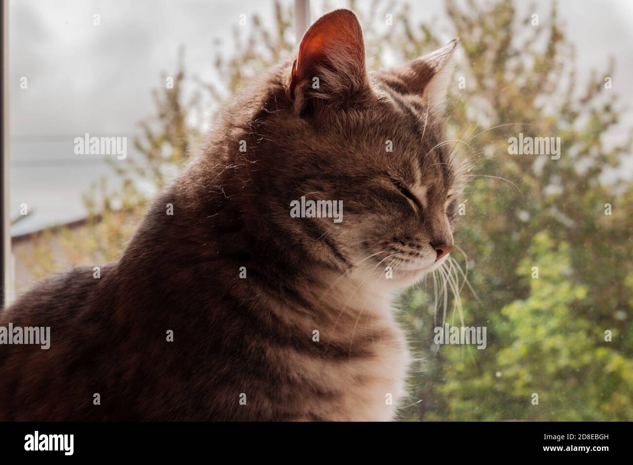 gatto grigio a righe che si gode il tempo primaverile fuori dalla finestra. simpatico gattino squints al sole Foto Stock