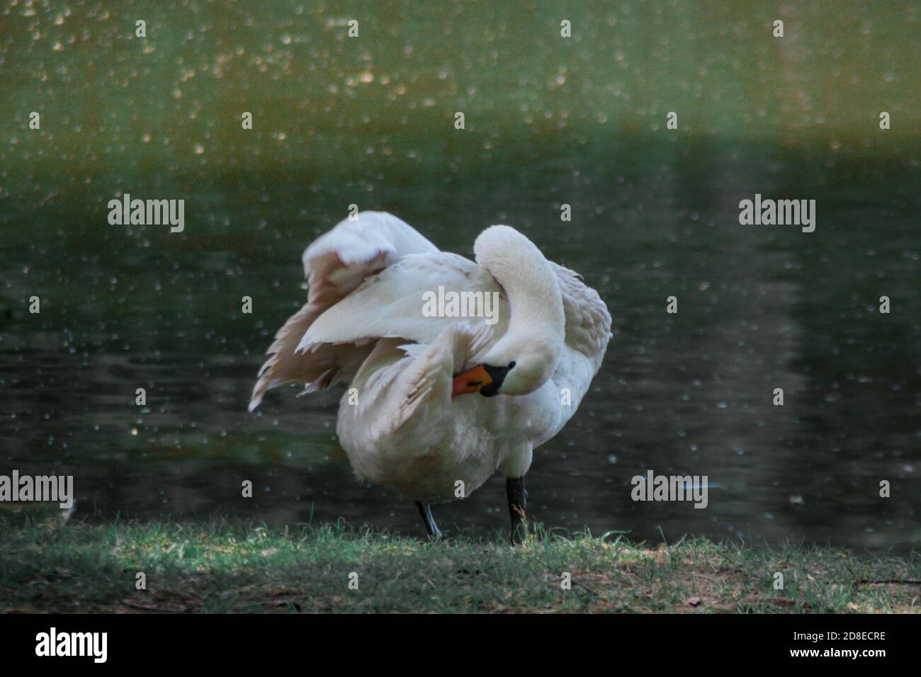 Il cigno bianco pulisce le piume durante l'estate vicino al fiume rurale su Foto Stock