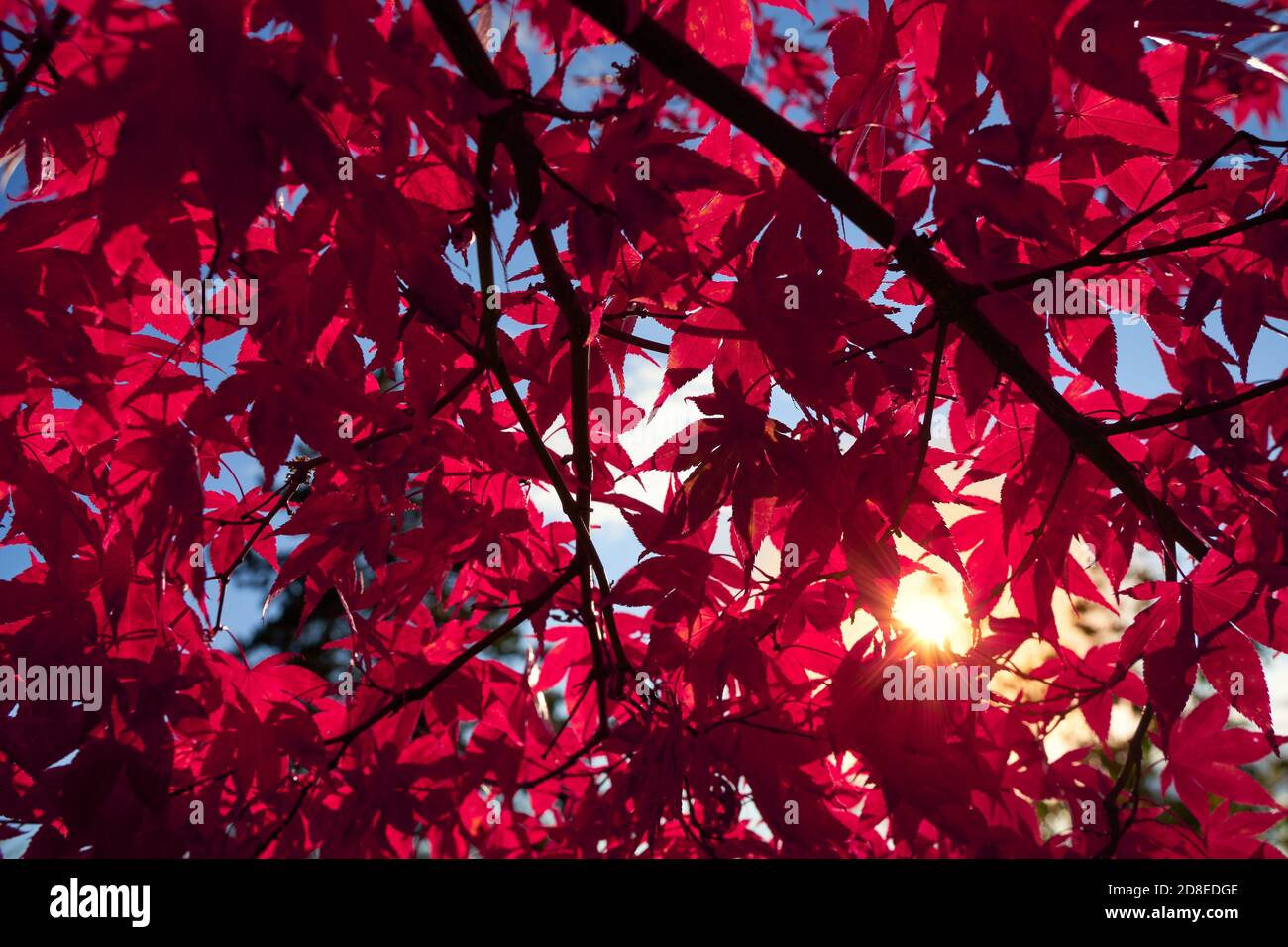 l'albero di acorno giapponese con le stelle del sole anche il flare della lente. fullframe, modello, vista in alto Foto Stock
