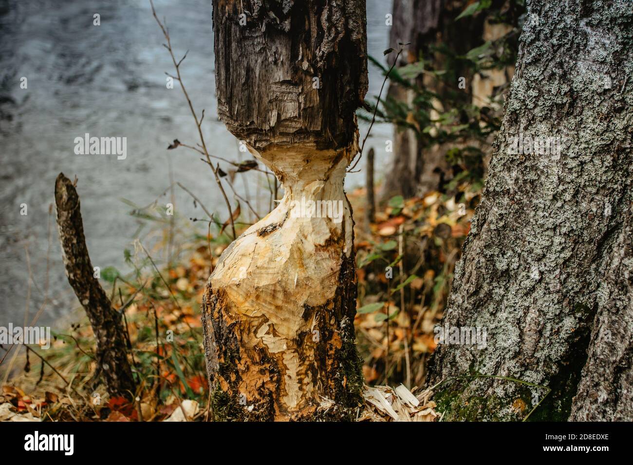 Beaver masticare un albero. Castori distruzione in ceco. Il lavoro castoro. Beaver sta tagliando un albero per costruire una diga. Alberi in boschi gnawed da castori Foto Stock