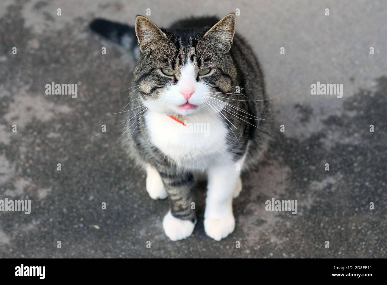 Il gatto si siede sul marciapiede, sbattendo gli occhi e guardando direttamente nella telecamera. Un gatto con un petto bianco e un collare. Animali domestici Foto Stock