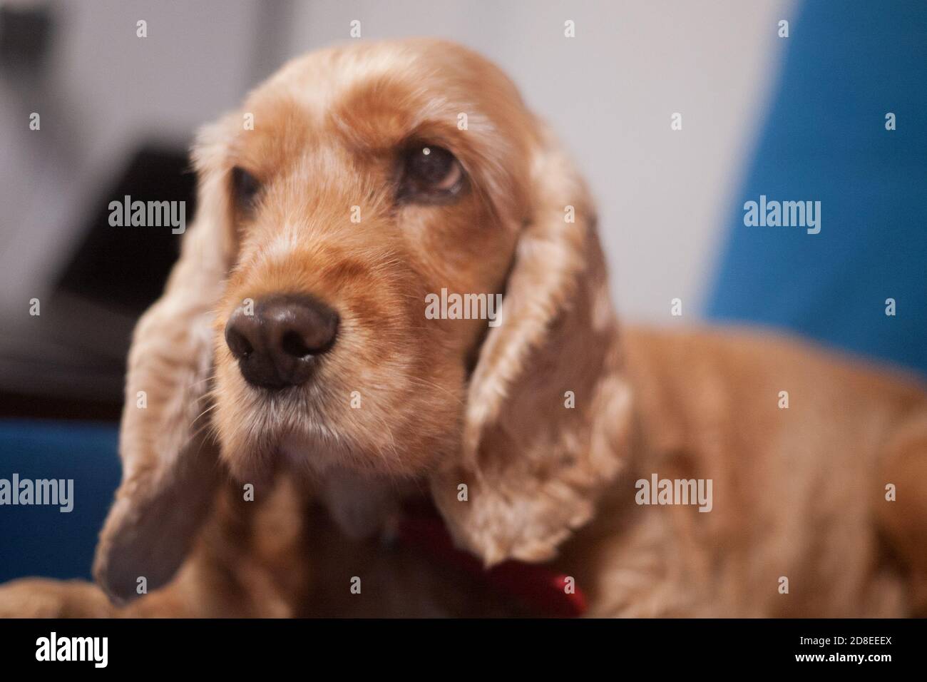 Carino cane spaniel animale domestico in un ambiente accogliente casa. Un aspetto triste di un puppy peloso. Ritratto in primo piano spaniel inglese rosso chiaro. Foto Stock