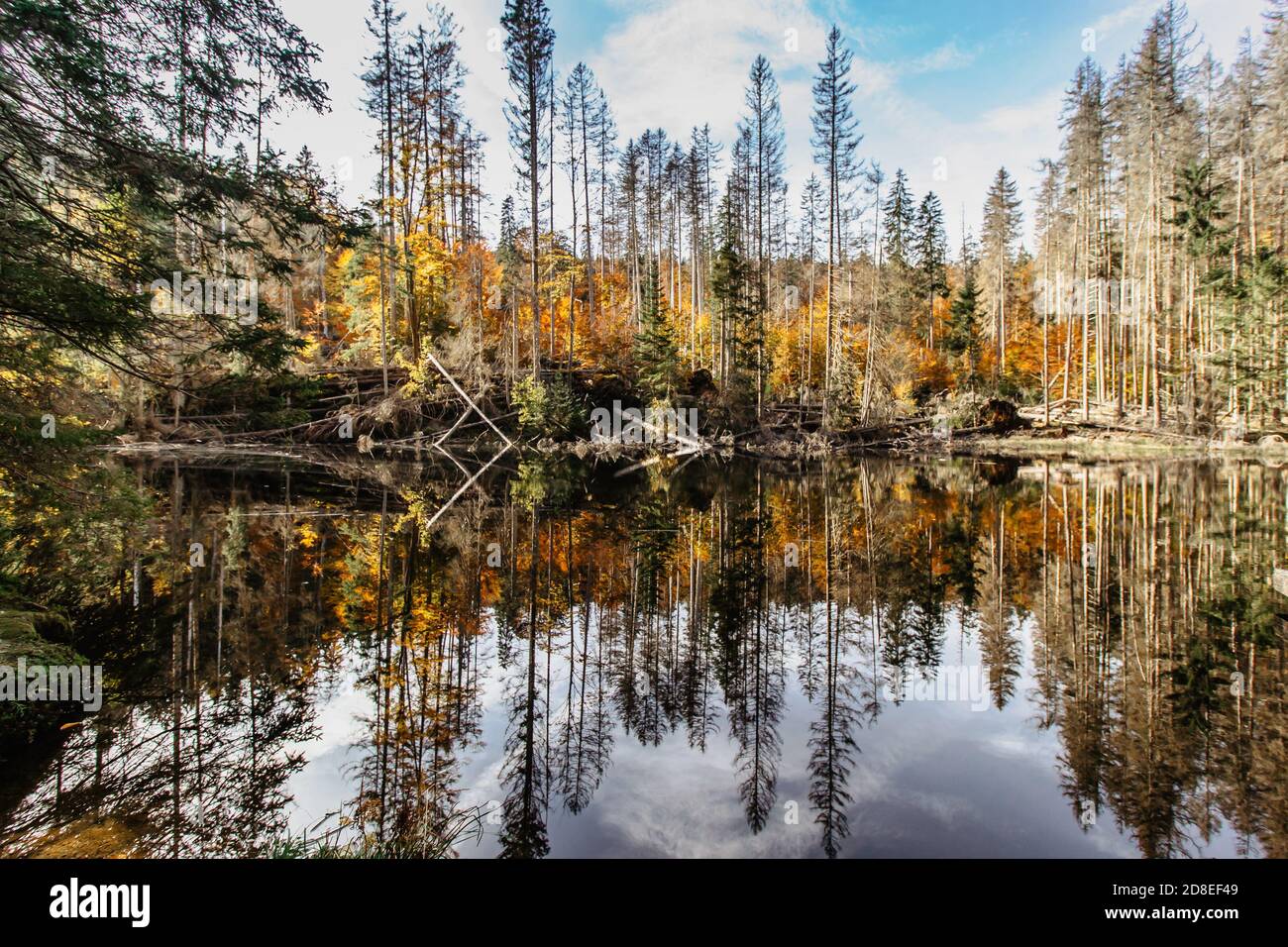 Lago di Boubin. Riflesso di alberi di caduta di Boubin Primeval Forest, Sumava Montagne, Repubblica Ceca. Serbatoio d'acqua situato all'altitudine di 925 m. Foto Stock