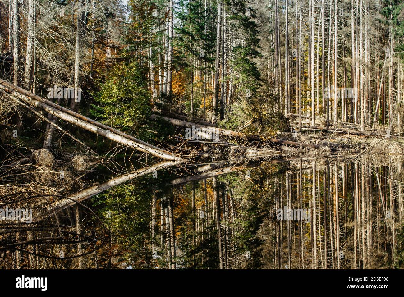Lago di Boubin. Riflesso di alberi di caduta di Boubin Primeval Forest, Sumava Montagne, Repubblica Ceca. Serbatoio d'acqua situato all'altitudine di 925 m. Foto Stock