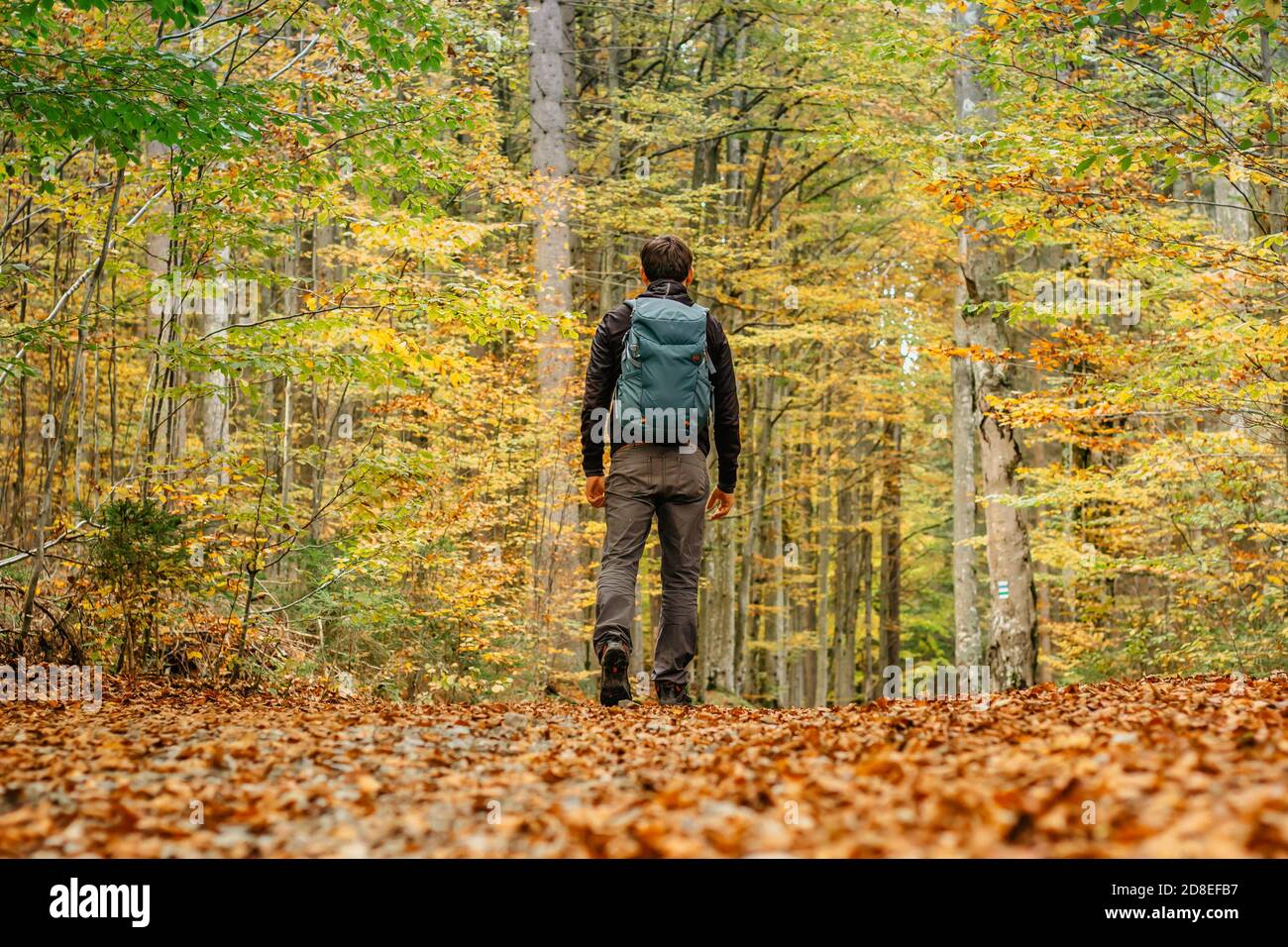 Uomo solitario che cammina in una foresta path.Autumn season.solo sport all'aperto. Distanza sociale. Escursionismo attivo zaino in spalla nella natura colorata. Calda giornata di sole in Foto Stock