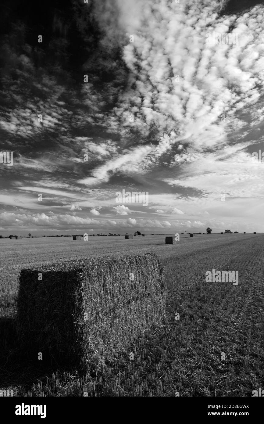 Balle di paglia quadrate, campo di Fenland vicino alla città di Chatteris, Cambridgeshire; Inghilterra; Regno Unito Foto Stock