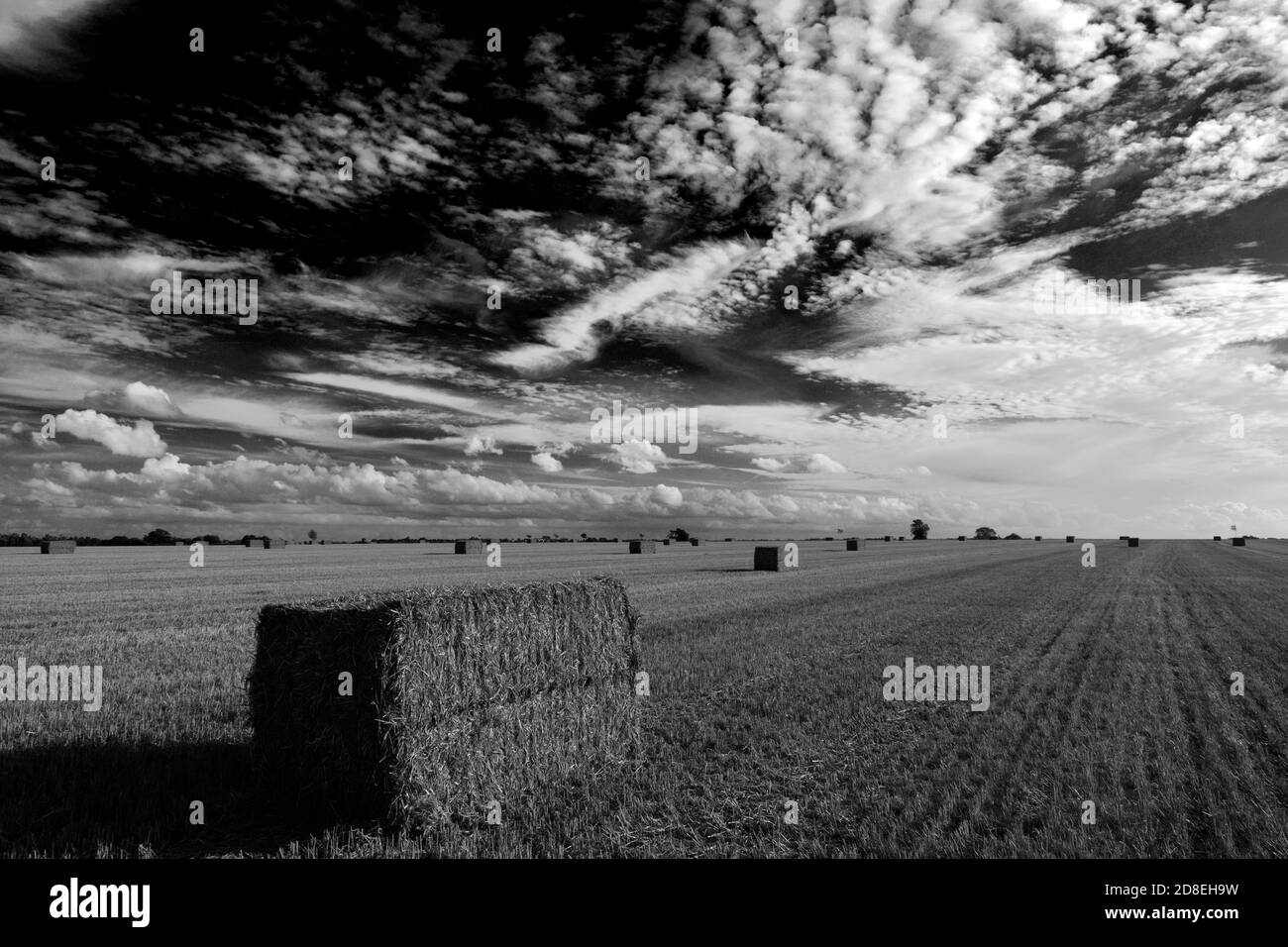 Balle di paglia quadrate, campo di Fenland vicino alla città di Chatteris, Cambridgeshire; Inghilterra; Regno Unito Foto Stock