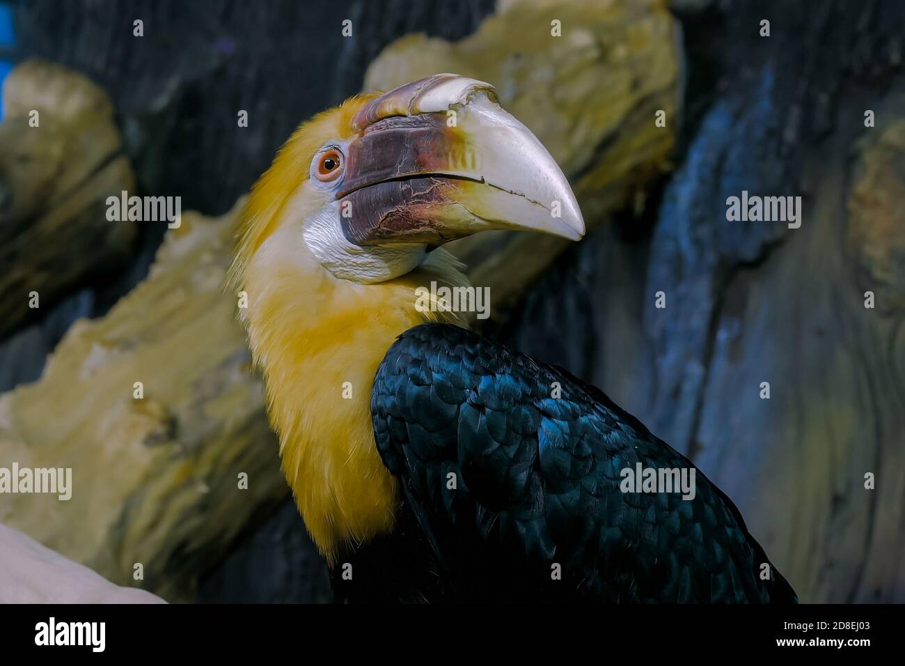 Ritratto di becco d'uccello esotico con grande becco che guarda intorno - vista ravvicinata. Concetto animale e di fauna selvatica Foto Stock