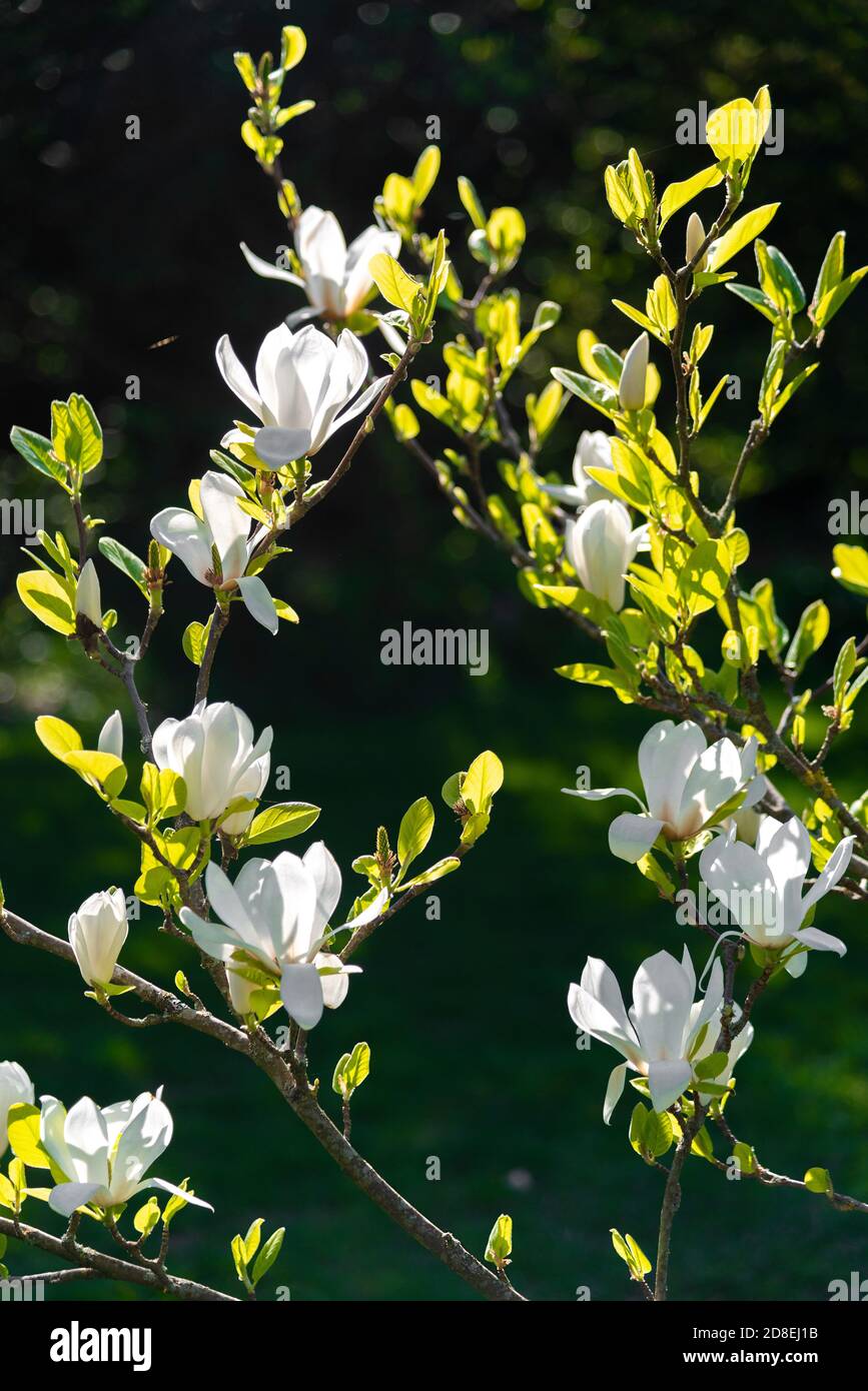 Magnolia x soulangeana 'Alba Superba' una piattina magnolia fiorita ad aprile nel Berkshire, Inghilterra, Regno Unito Foto Stock