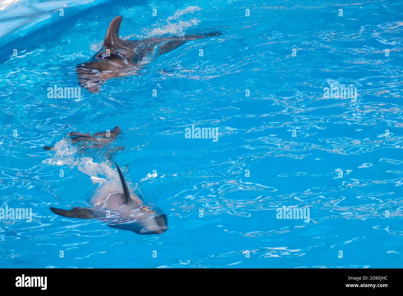 Trainer dolphinarium immagini e fotografie stock ad alta risoluzione - Alamy