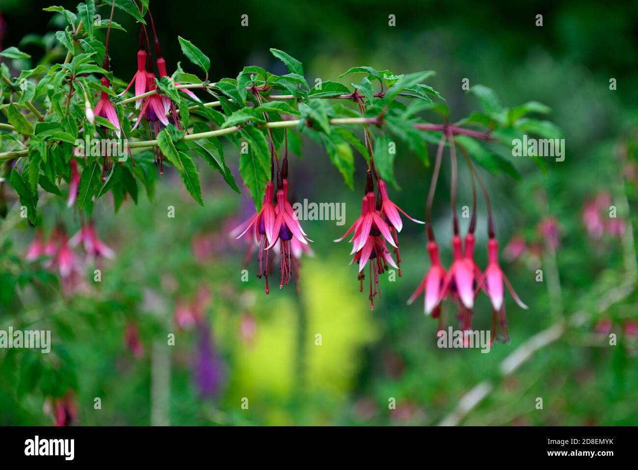 Fuchsia magellanica Lady Bacon,fuchsia Lady Bacon,fuchsia hardy,fiori rossi rosa bianco,fiore,fioritura,RM Floreale Foto Stock