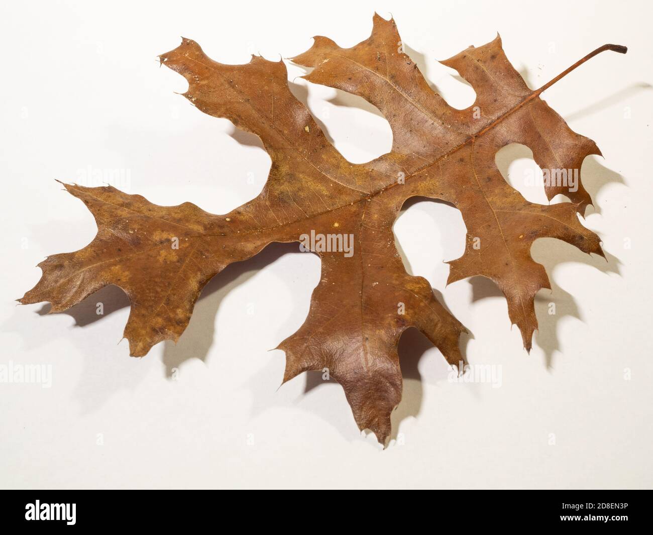 foglia di quercia marrone su sfondo bianco Foto Stock