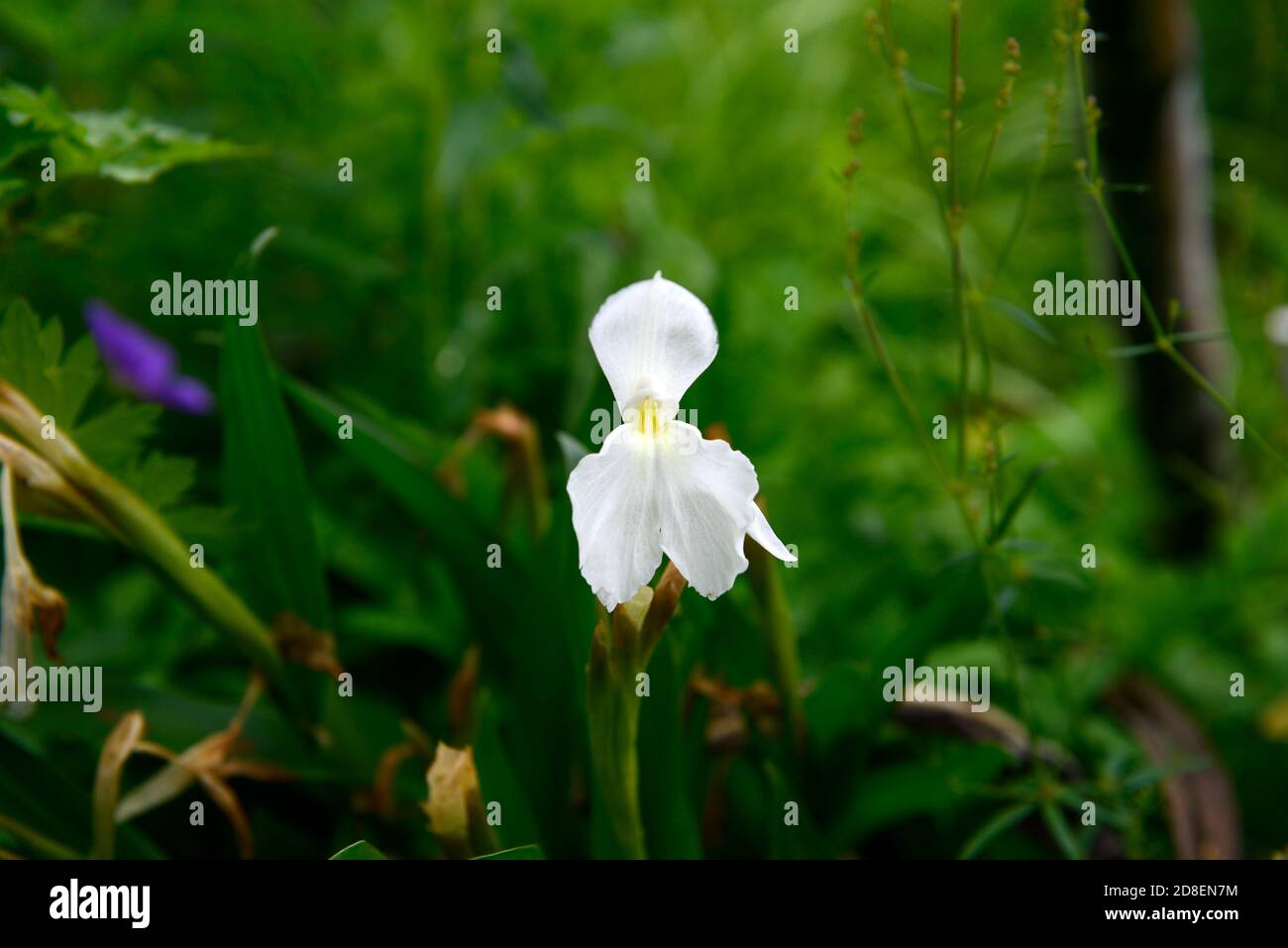 Roscoea cautleyoides Ice Maiden, fiori bianchi, fiori di orchidea doccia-come, zenzero duro, fioritura, RM Floral Foto Stock