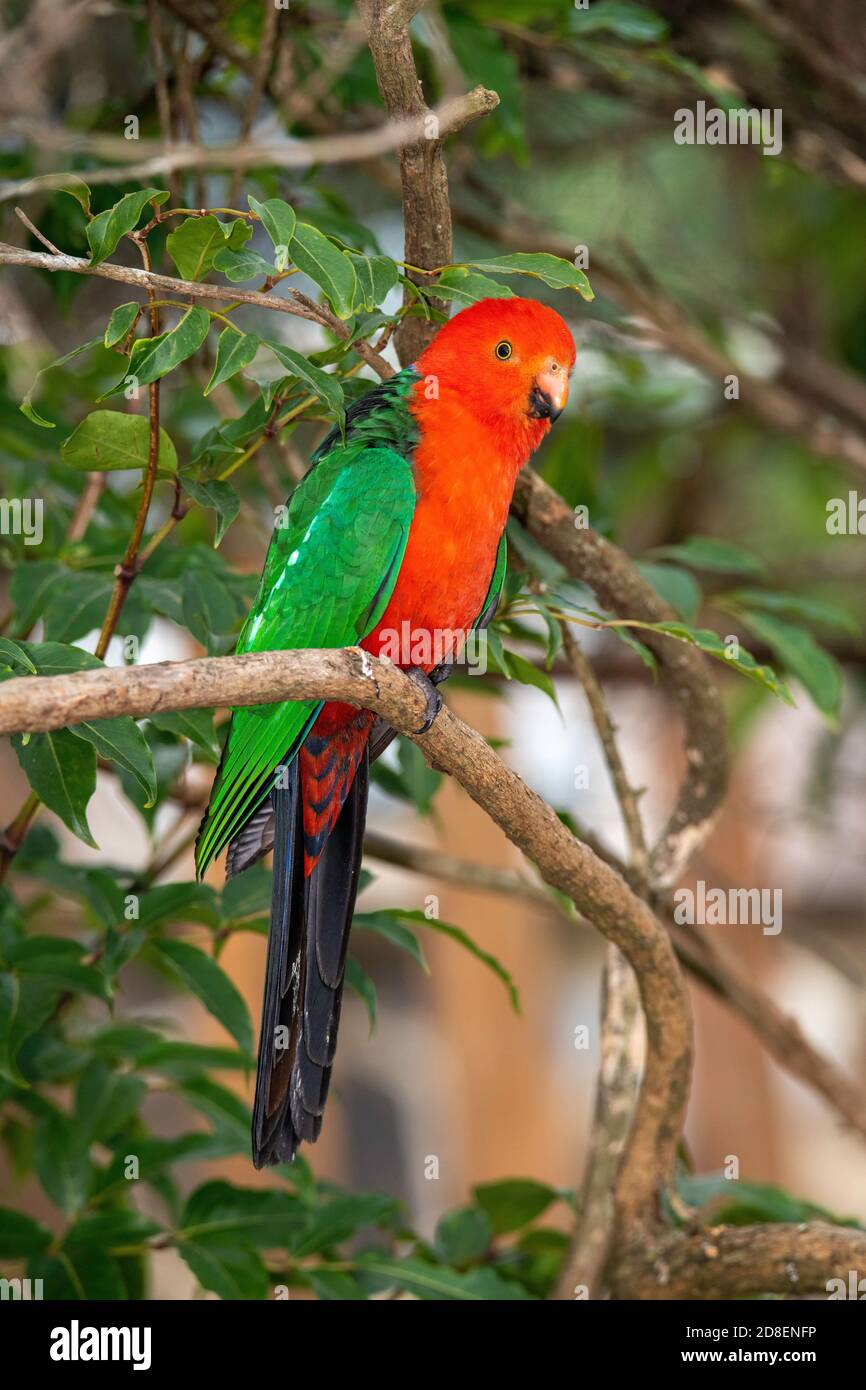 Re Australiano Parrot Alisterus scapularis o'Reilly's Rainforest Retreat, Queensland, Australia 10 novembre 2018 Maschio adulto Psittaculidae Foto Stock