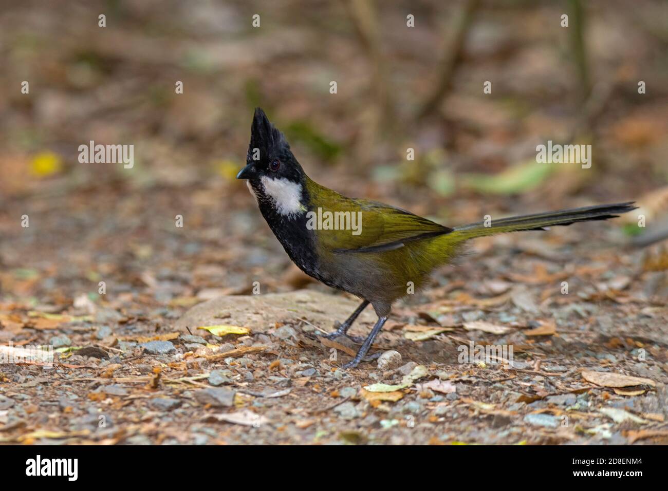 Eastern Whipbird Psophodes olivaceus o'Reilly's Rainforest Retreat, Queensland, Australia 10 novembre 2019 Adulto Psophodidae Foto Stock