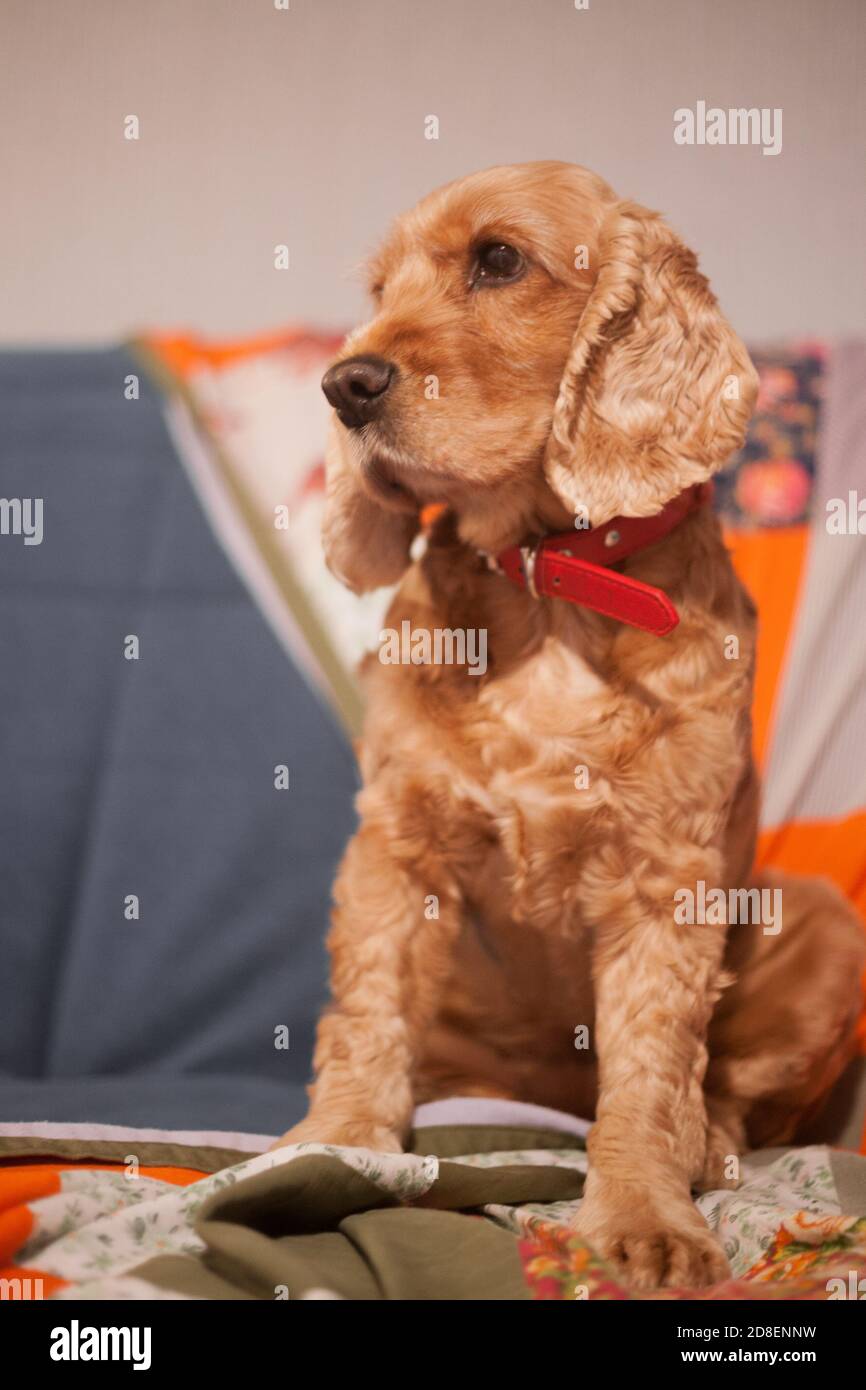 Red Spaniel primo piano. Ritratto di un cane di spettacolo in purebred a casa. Animale domestico divertente, cane obbediente gentile. Allevamento e addestramento di cani di spaniel purosangue. Foto Stock