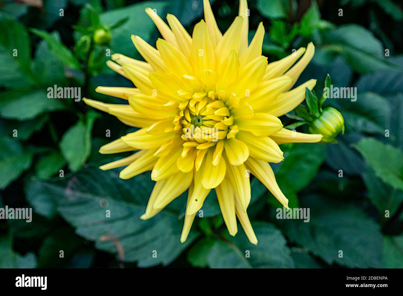 Dahlia Golden Scepter, così chiamato per la sfera d'oro al suo centro, in un design a nido d'ape. Foto Stock