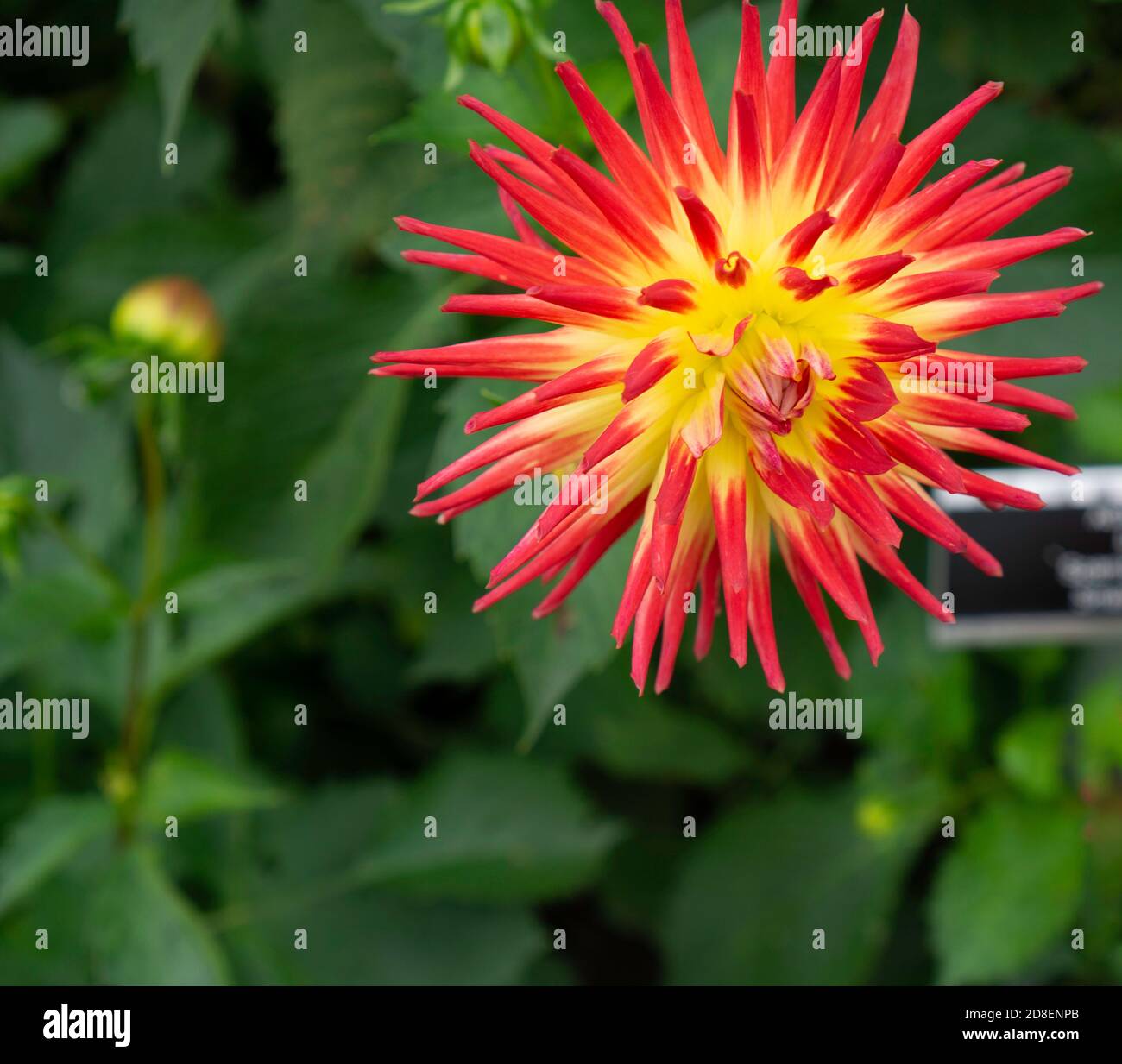 Dahlia Spanish Dancer piccolo Cactus, è un piccolo cactus come dahlia con una base gialla e rosso impressionante alle punte. Foto Stock