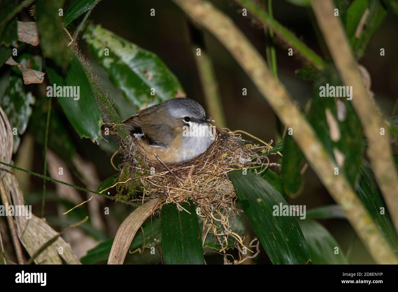 Robin Heteromyias cinereifrons Curtin Fig National Park, Yungaburra, Queensland, Australia 7 novembre 2019 Adulto su nido. Petr Foto Stock